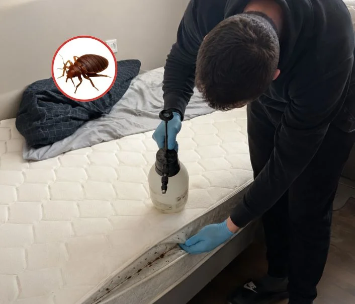 Technicien traitant un matelas contre les punaises de lit à Crécy-la-Chapelle